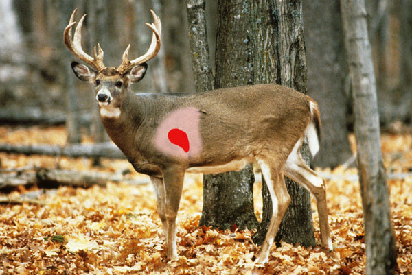 tips for bowhunting a whitetail deer \u2013 hunting bowwhitetail deer kill zone deer kill zone diagram
